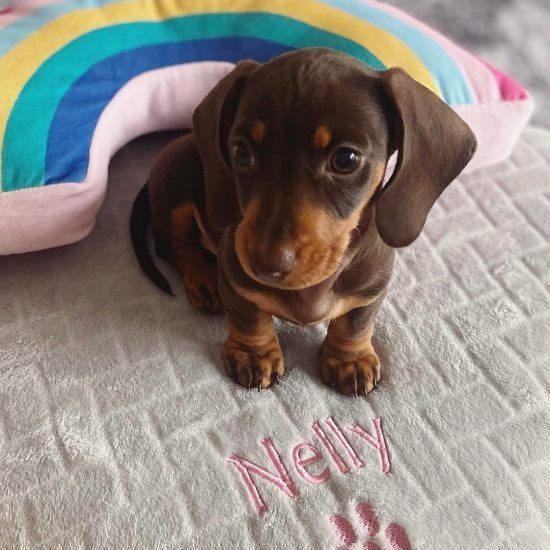 BONNIE-m