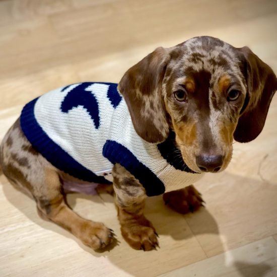 PRESLEY (MALE) (7)