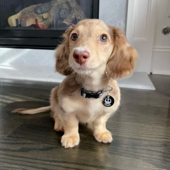 chewie-m